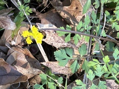 Tauschia texana