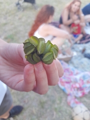 Salvinia molesta