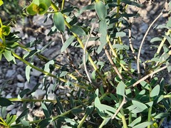 Euphorbia glareosa