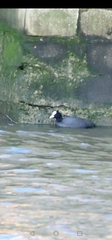 Fulica atra
