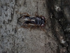 Stylogeocoris elongatus