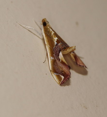 Agathodes ostentalis