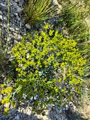 Euphorbia glareosa