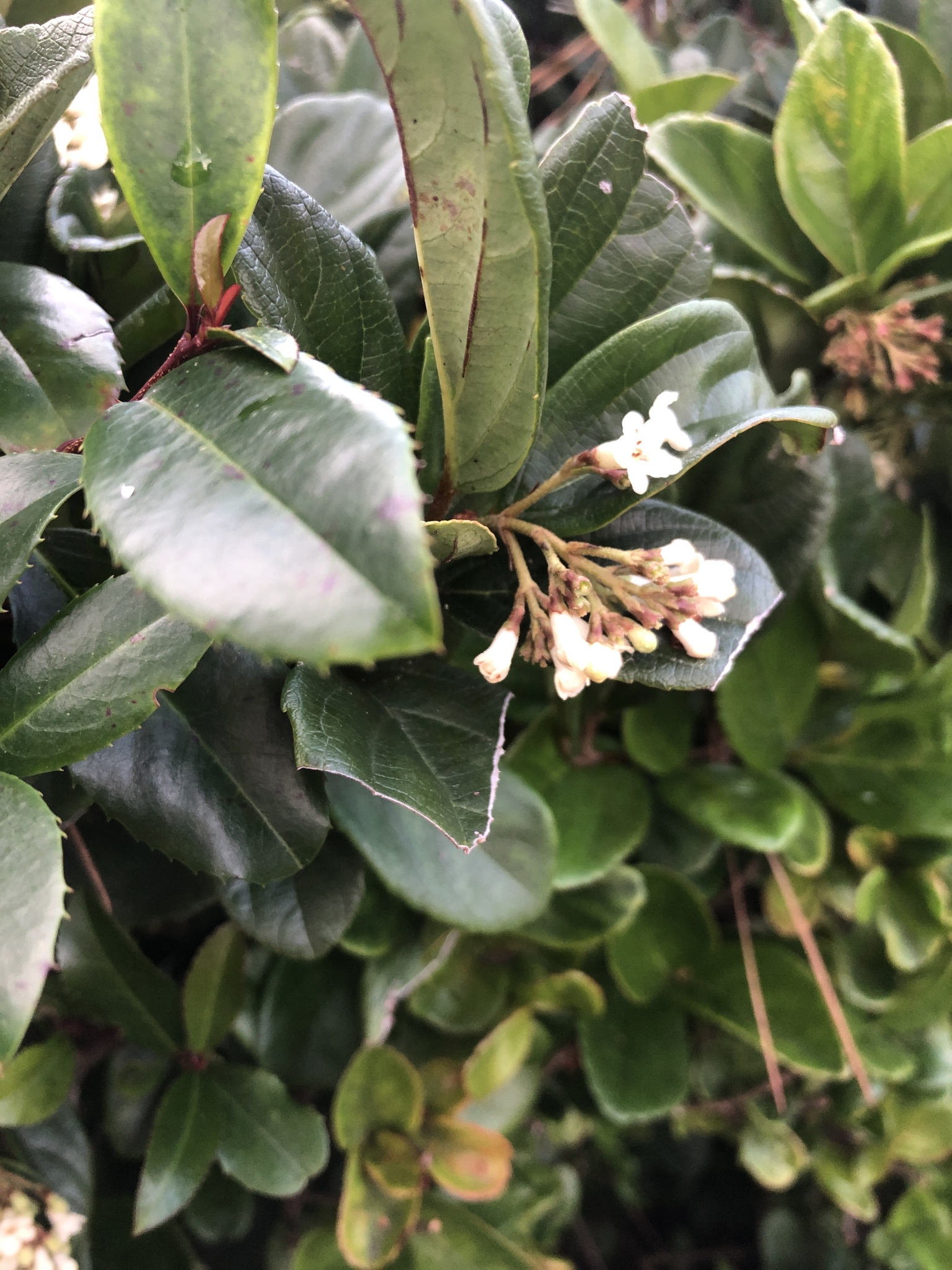 Viburnum suspensum Lindl.