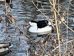 Anas platyrhynchos × Cairina moschata
