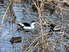 Anas platyrhynchos × Cairina moschata