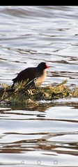 Gallinula chloropus