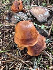 Cortinarius cinnamomeus