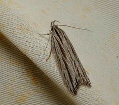 Leistarcha scitissimella