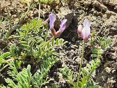 Astragalus asterias