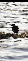 Gallinula chloropus