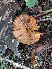 Cortinarius cinnamomeus