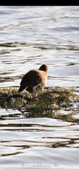 Gallinula chloropus