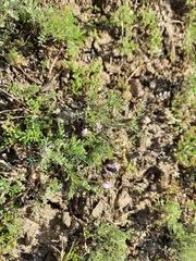 Astragalus asterias