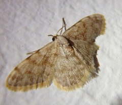 Scopula asellaria