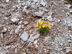 Papaver alpinum