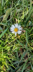 Bellis perennis