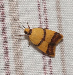 Heteroteucha translatella