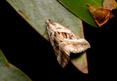 Dichromodes stilbiata