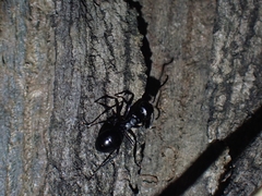 Campomyrma