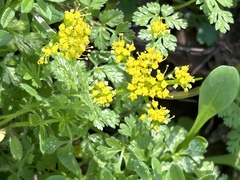 Tauschia texana