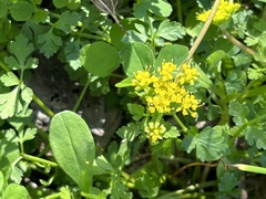 Tauschia texana