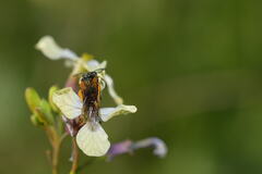 Tenthredo varicarpus