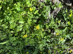 Tauschia texana