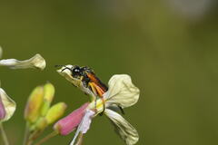 Tenthredo varicarpus