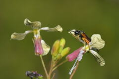 Tenthredo varicarpus