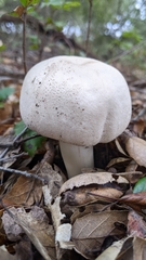 Leucoagaricus barssii