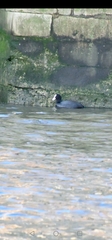 Fulica atra