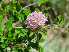 Scabiosa rotata
