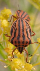 Graphosoma semipunctatum