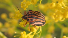 Graphosoma semipunctatum