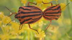 Graphosoma semipunctatum
