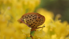 Graphosoma semipunctatum