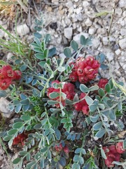 Astragalus calycinus