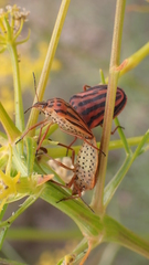 Graphosoma semipunctatum