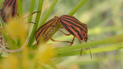 Graphosoma semipunctatum