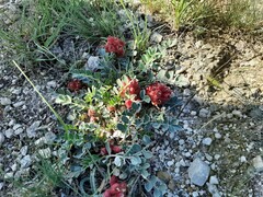 Astragalus calycinus