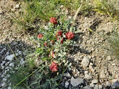Astragalus calycinus