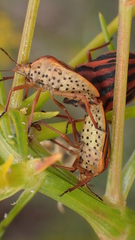 Graphosoma semipunctatum