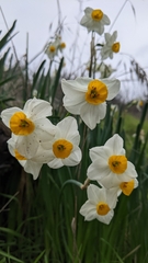 Narcissus tazetta