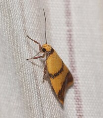 Heteroteucha translatella