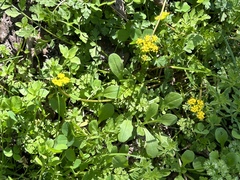 Tauschia texana