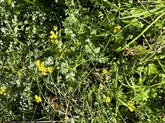 Tauschia texana