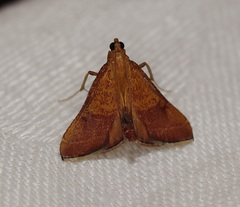 Endotricha dispergens