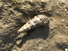 Batillaria australis