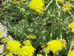 Zosima absinthifolia